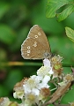 ringlet, butterfly, ringlet bu-2